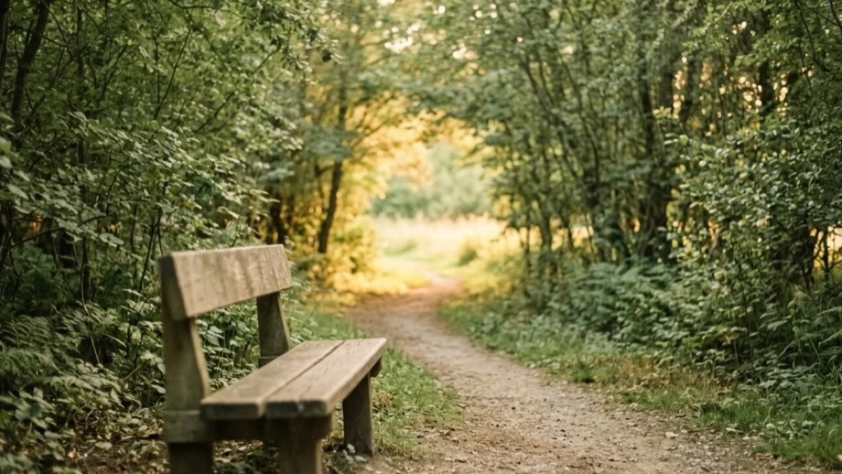 A quiet path through trees opening into soft light, seen from a bench